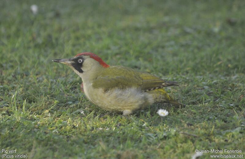 European Green Woodpecker