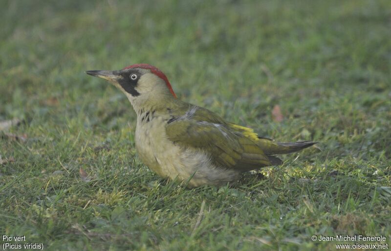 European Green Woodpecker