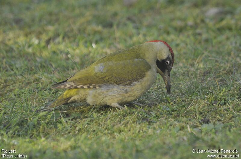 European Green Woodpecker