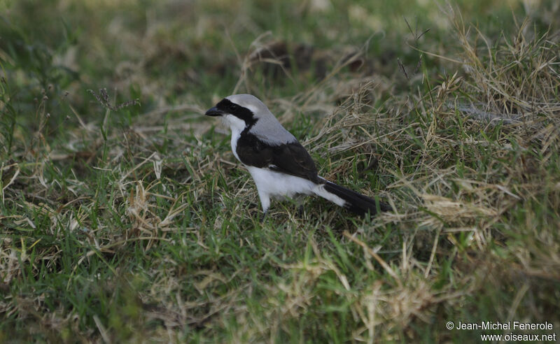 Grey-backed Fiscal