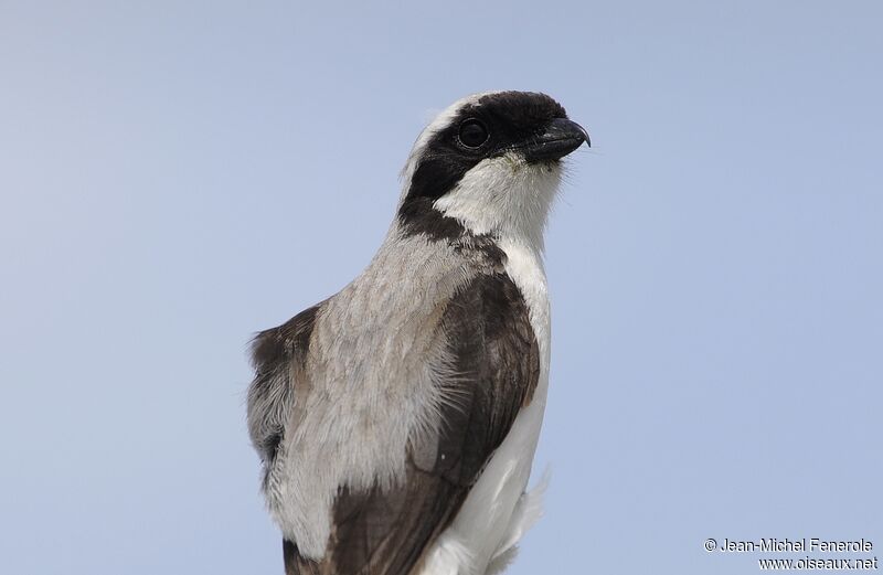 Grey-backed Fiscal