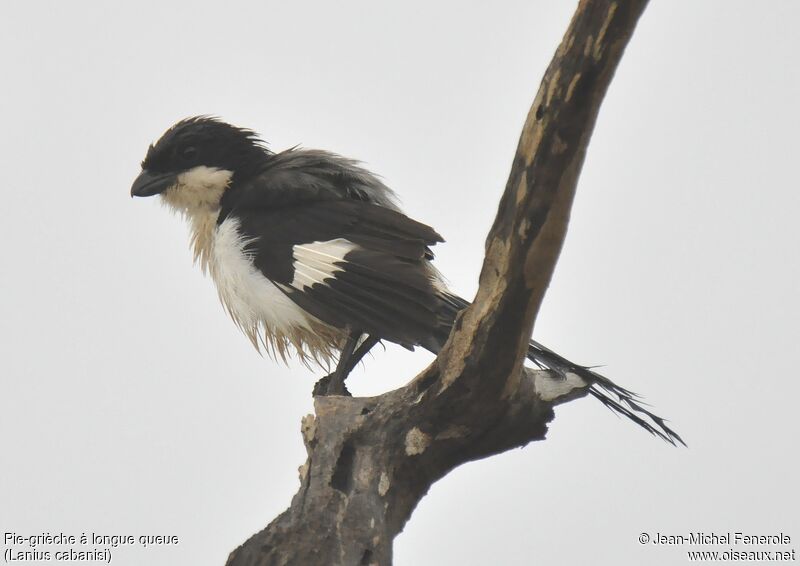 Long-tailed Fiscal