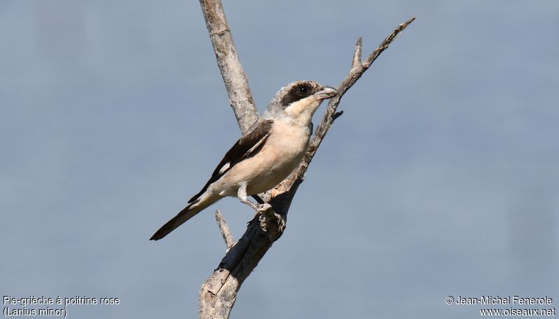 Lesser Grey Shrike