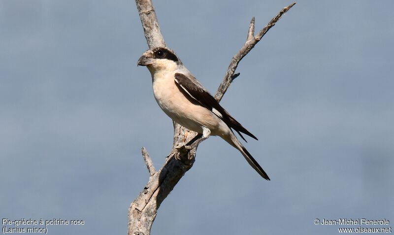 Lesser Grey Shrike