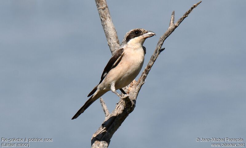 Lesser Grey Shrike