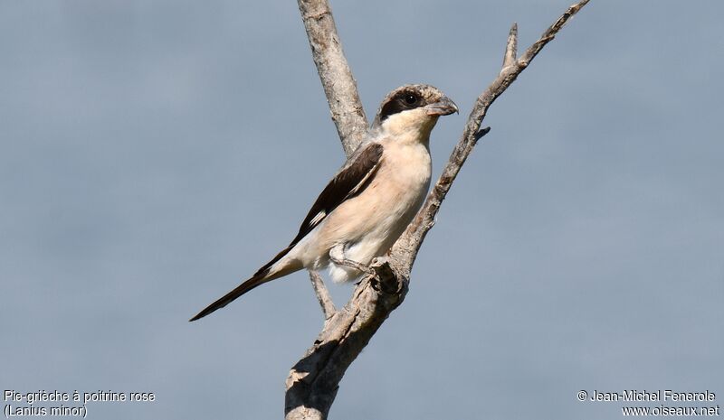 Lesser Grey Shrike