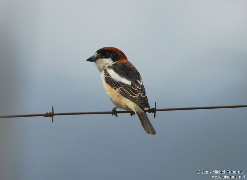 Woodchat Shrike