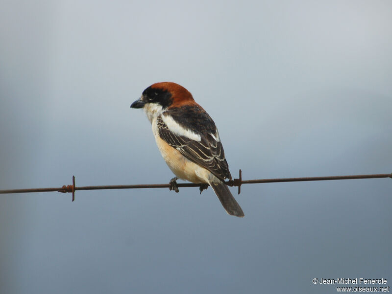 Woodchat Shrike