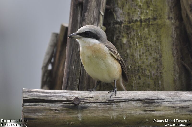 Brown Shrike