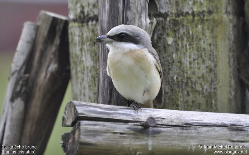 Brown Shrike