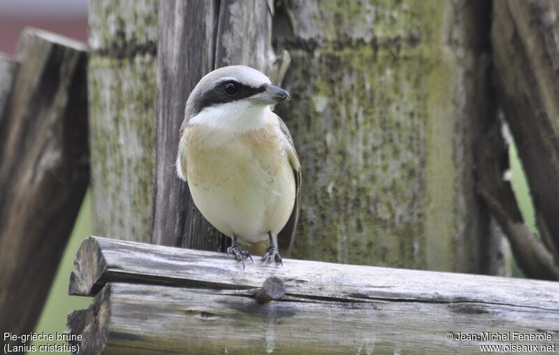 Brown Shrike