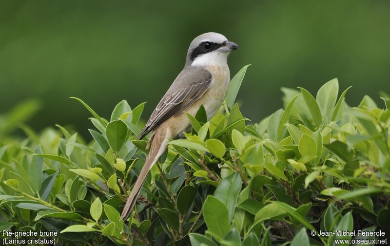 Brown Shrike