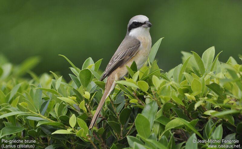 Brown Shrike