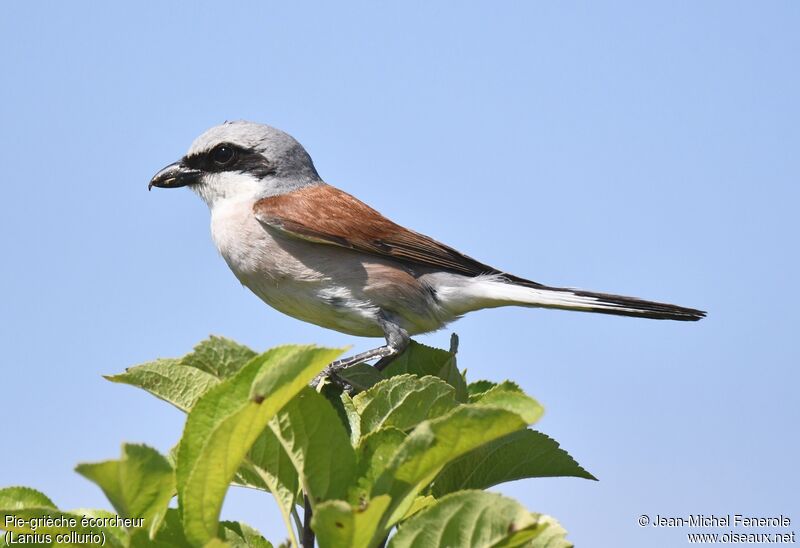 Red-backed Shrike