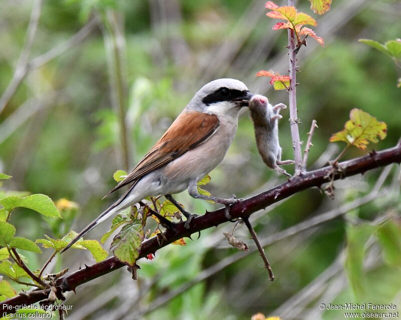 Red-backed Shrike