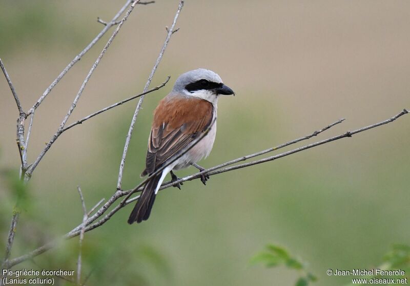 Red-backed Shrike