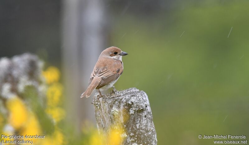 Red-backed Shrike