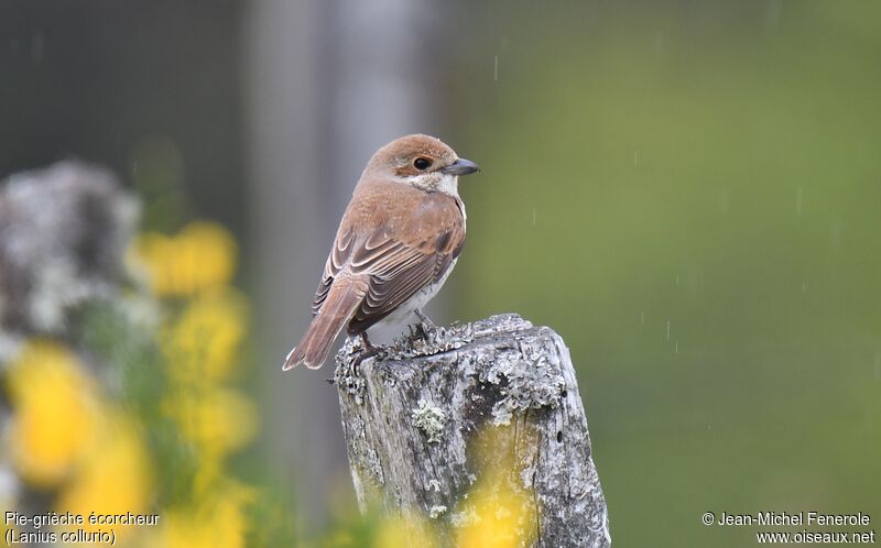 Red-backed Shrike