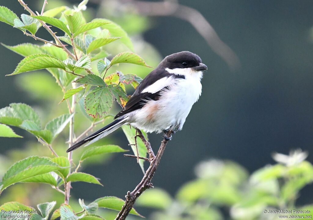 Pie-grièche fiscale