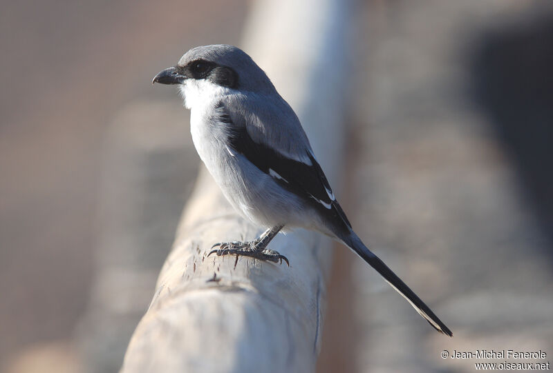 Great Grey Shrike