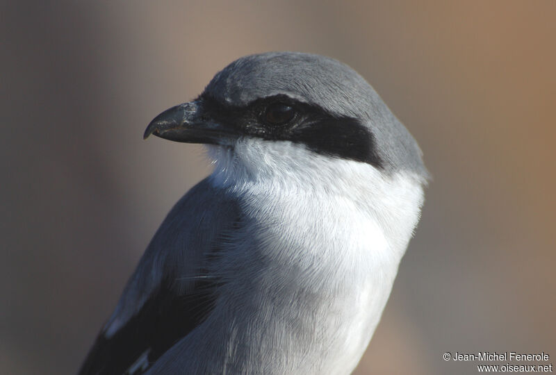 Great Grey Shrike