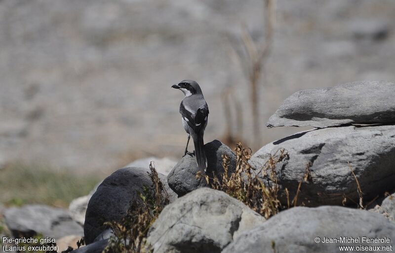 Great Grey Shrike