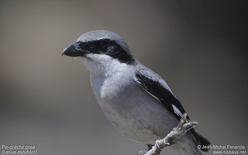 Great Grey Shrike