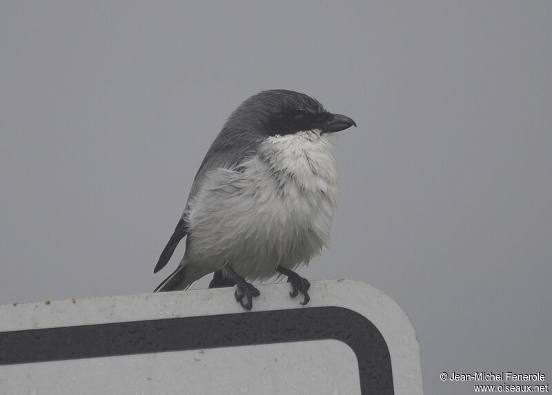 Loggerhead Shrike