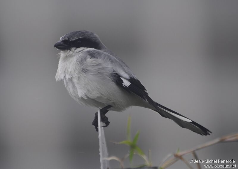 Loggerhead Shrike