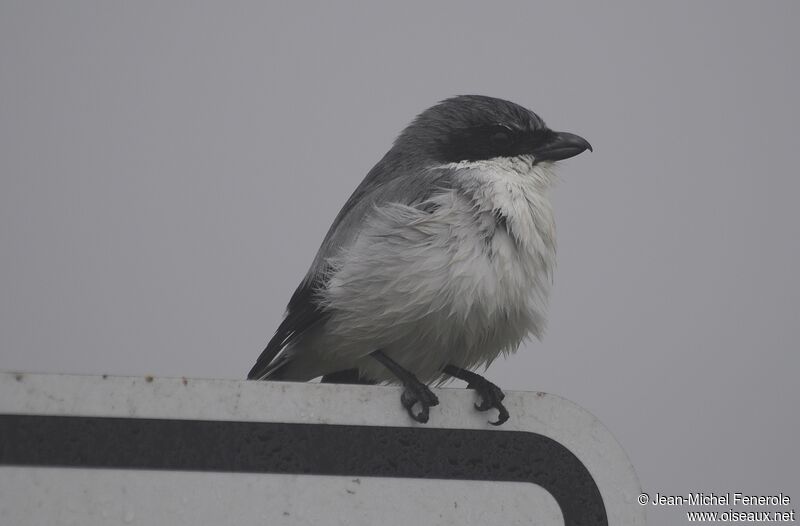 Loggerhead Shrike