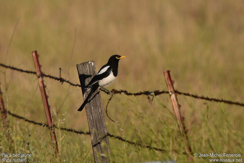 Yellow-billed Magpie