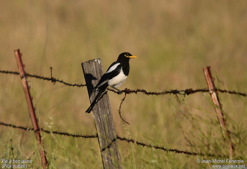 Yellow-billed Magpie