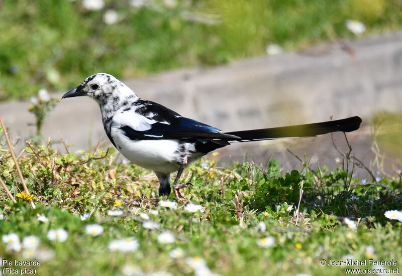 Eurasian Magpie