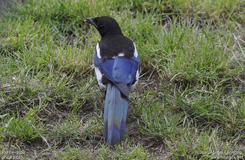 Eurasian Magpie