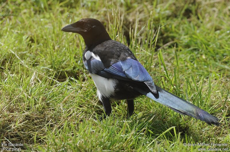 Eurasian Magpie