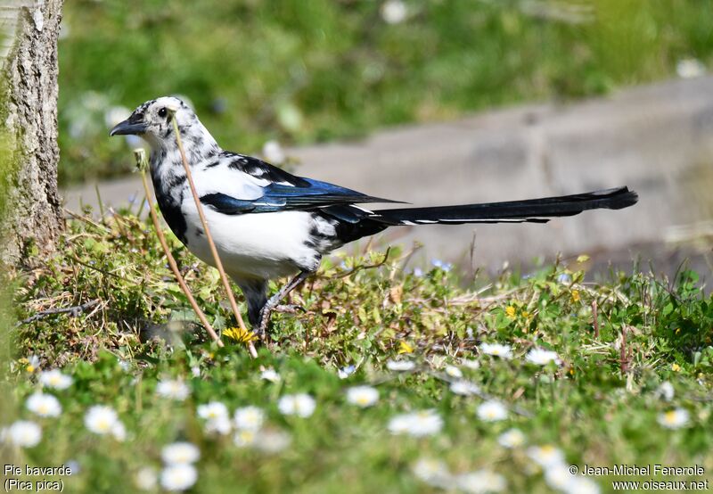 Eurasian Magpie