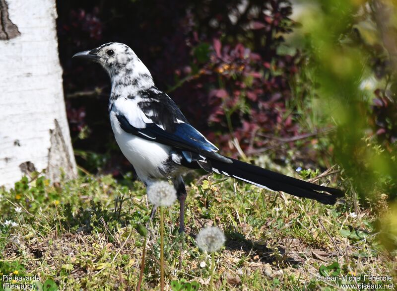 Eurasian Magpie