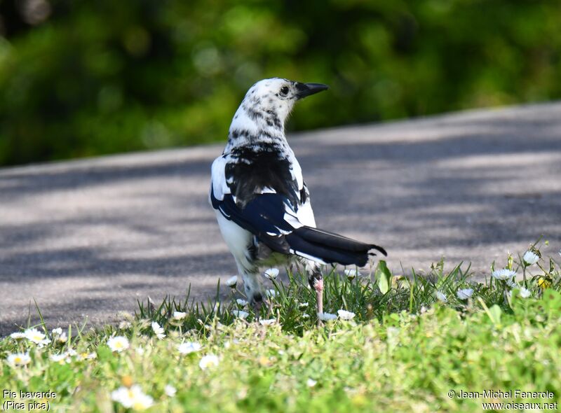 Eurasian Magpie