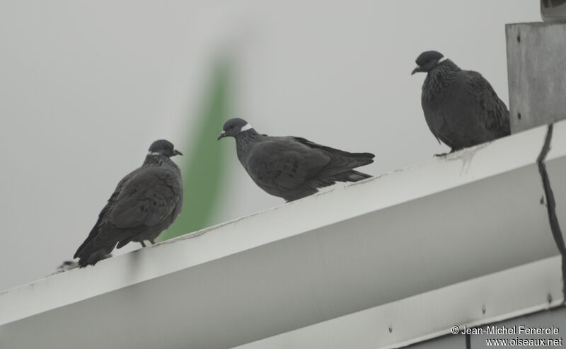 Pigeon à collier blanc