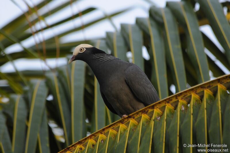 Pigeon à couronne blanche