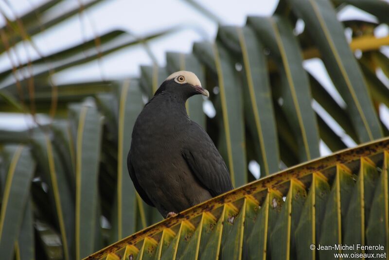 Pigeon à couronne blanche