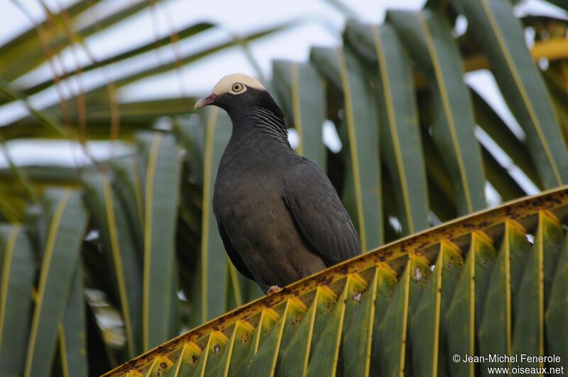 Pigeon à couronne blanche