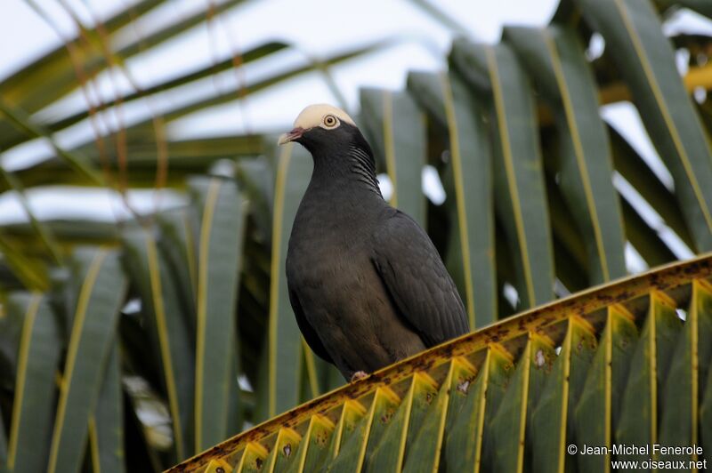 Pigeon à couronne blanche