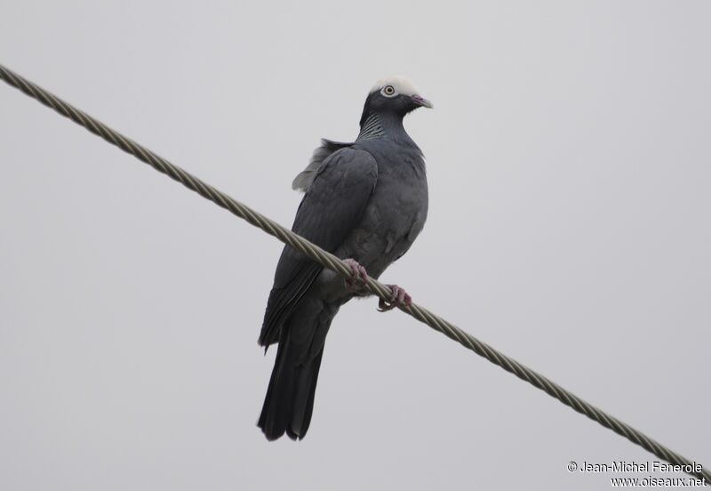 White-crowned Pigeon