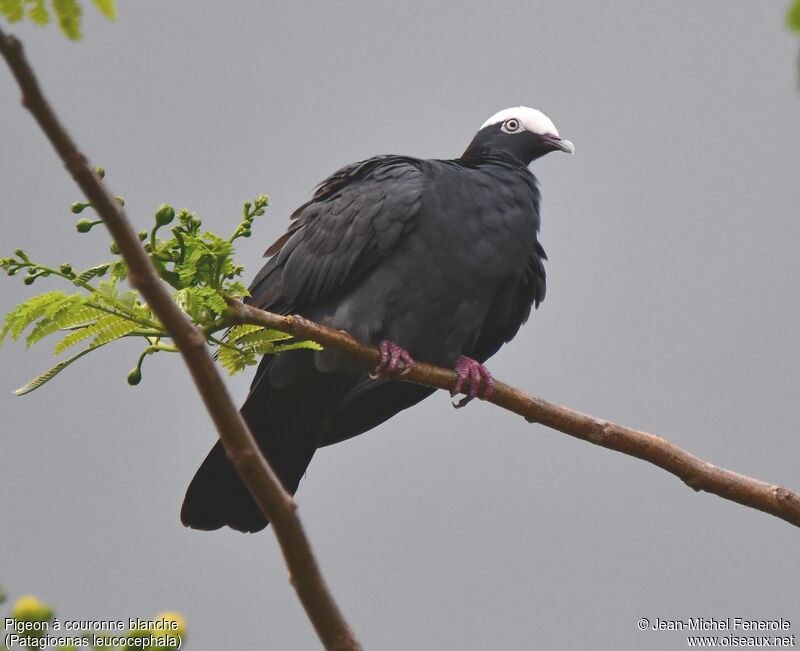 Pigeon à couronne blanche