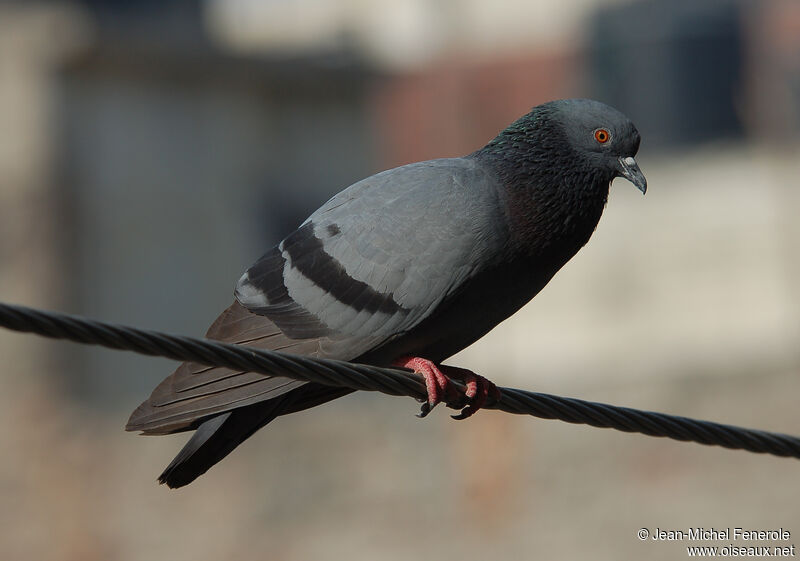 Rock Dove