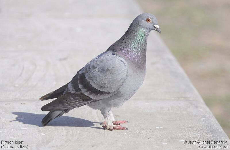 Pigeon biset