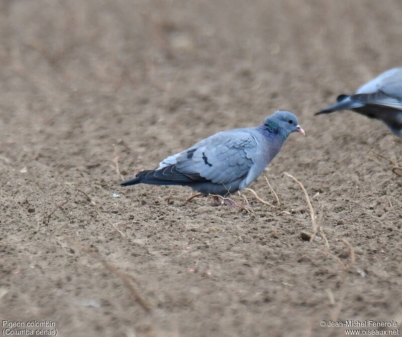 Stock Dove