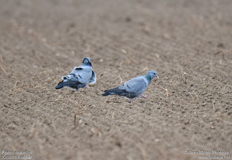 Stock Dove