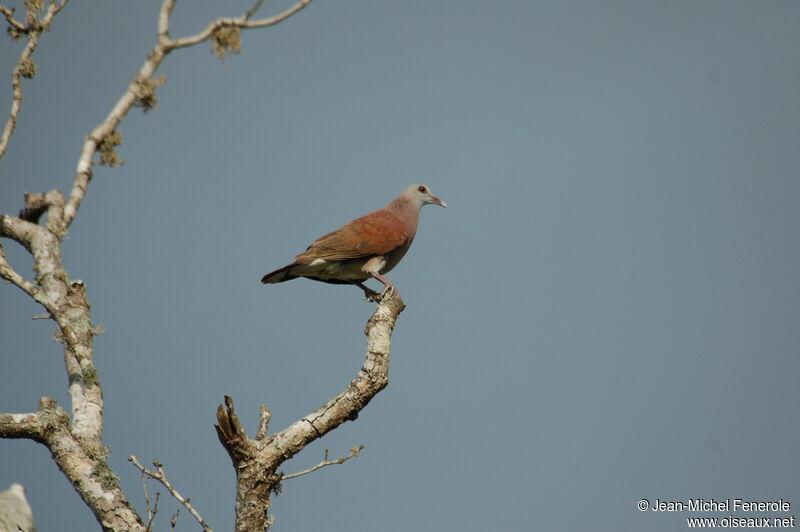 Pigeon de Madagascar